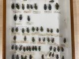a lot of bugs that are in a wooden frame