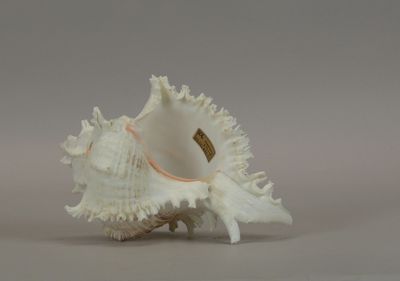 a shell with a tag on it sitting on a table