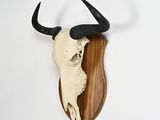 an animal skull mounted on a wooden plaque on a white wall