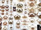 a lot of different types of crabs in this picture