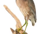 un oiseau assis sur une branche d'arbre