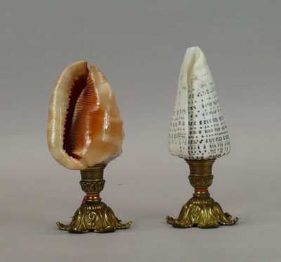 two shells that are sitting next to each other on a table