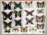 de nombreux types de papillons différents présentés dans une vitrine