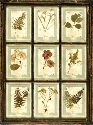 une photo encadrée représentant une collection de fleurs et de feuilles pressées
