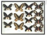 a lot of butterflies that are in a black frame