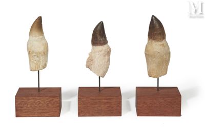 three pieces of tooth on wooden stands on a white background