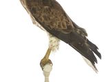 un oiseau perché sur un verre