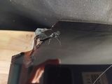 un gros plan d'une personne tenant un couteau à la main
