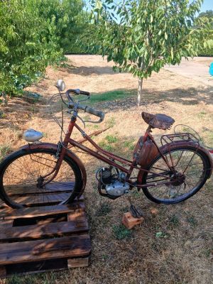 un vélo posé dans l'herbe près d'un arbre