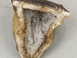 an image of a sculpture of a shell on a table