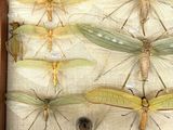a lot of insects that are in a wooden box