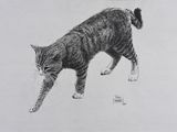 drawing of a black and white cat walking on a white surface