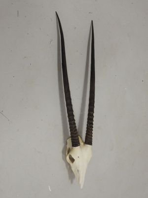un crâne d'antilope accroché au mur, muni de deux longues cornes