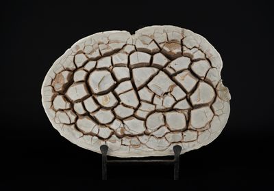 Curiosa / Sciences naturelles Septaria (nodule de dessiccati…