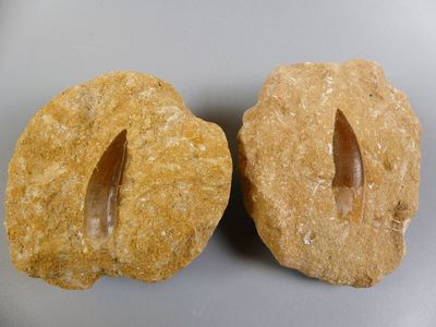 Fossiles de collection. Duo de dents fossiles de grands rept…