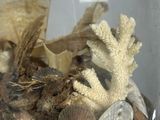 a glass jar with shells and other items inside of it