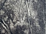 drawing of a wooded area with trees and rocks in the foreground