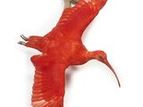 a bird that is flying in the air with it ' s wings spread