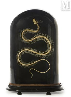 an image of a black and gold snake in a glass dome