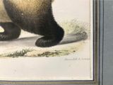 a picture of a panda bear that is walking on the ground