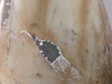 a close up of a vase with a brown and white design on it