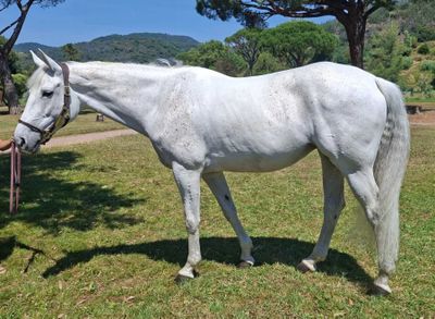 un cheval blanc qui se tient dans l'herbe