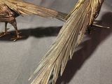 pair of golden pheasants sitting on a gray cloth