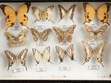 many different types of butterflies displayed in a shadow box