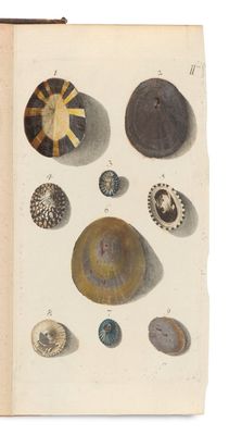 un vieux livre sur lequel sont posés tout un tas de coquillages différents