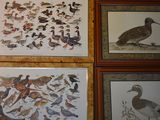 four framed pictures of birds on the wall of a room