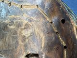 a turtle shell with holes in it on a blue surface