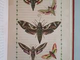 an open book with a picture of moths and butterflies on it