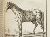un livre sur lequel figure l'image d'un cheval tacheté