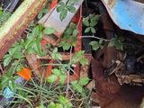 a rusted metal box with a bunch of plants growing out of it