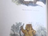 deux photos de chats et d'un chien dans un livre
