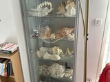 a glass display case with shells on it in a living room