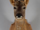 tête de cerf accrochée au mur avec une tête d'antilope, une tête d'antilope, une tête d'antilope accrochée au mur avec une tête d'antilope, une tête d'antilope, une tête d'antilope, une