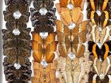 many different types of butterflies displayed in a white box