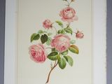 an image of a painting of pink roses on a white background