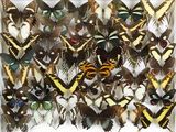 beaucoup de papillons qui se trouvent dans une boîte blanche