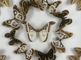 a lot of moths that are arranged in a circle