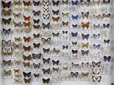 de nombreux types de papillons exposés dans une vitrine