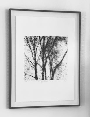 photographie en noir et blanc représentant deux arbres se détachant sur un mur blanc