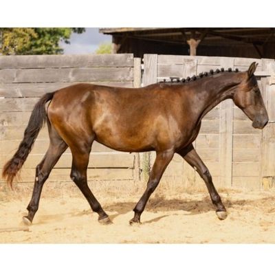 un cheval qui se promène dans la terre