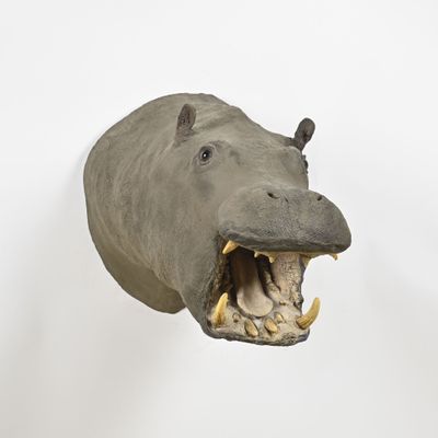 un hippopotame en peluche, la bouche ouverte et les dents bien visibles