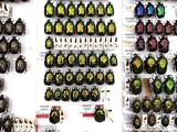 a lot of beetles that are on display on the wall