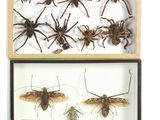 two display cases with insects and insects in them on display