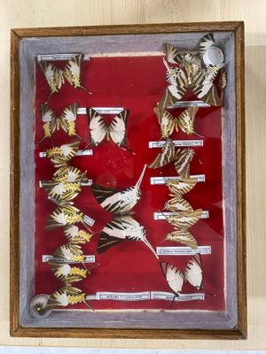 a picture of a picture of a collection of birds in a frame