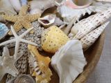 a bowl filled with shells and starfishs on a table