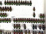 a lot of beetles that are on display in a display case